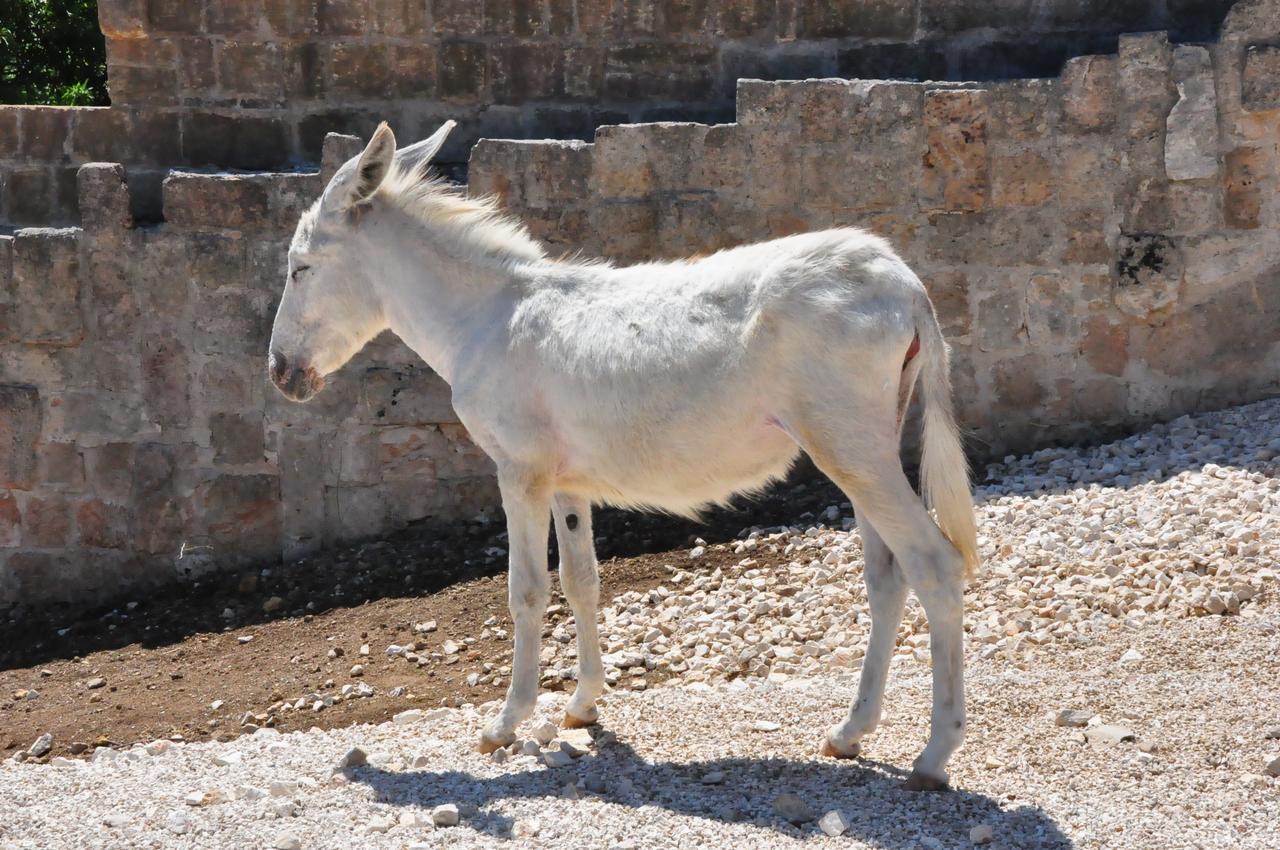 Masseria Le Terrazze Di Serranova Eksteriør billede