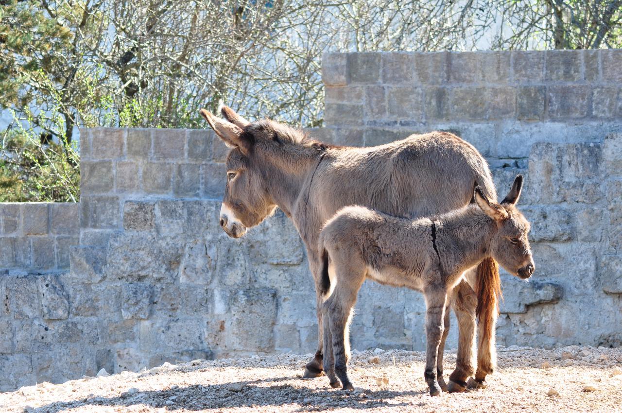 Masseria Le Terrazze Di Serranova Eksteriør billede